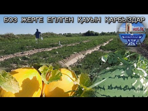 Видео: Мүлік ауыл Дихандарының Қауын Қарбыздары қалай болып жатыр | Көреміз👈