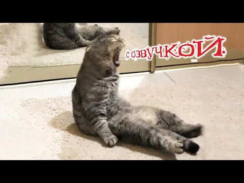 Видео: Приколы с котами! С ОЗВУЧКОЙ! - Самые СМЕШНЫЕ ЖИВОТНЫЕ! Смешные коты и собаки!