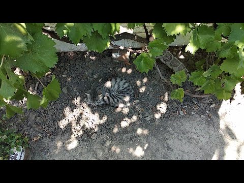 Видео: Коты и Кошки. Кот в Райских Кушях!