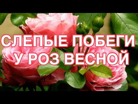 Видео: СРОЧНО! УБИРАЙТЕ ОБРЕЗКОЙ  СЛЕПЫЕ ПОБЕГИ У РОЗ!