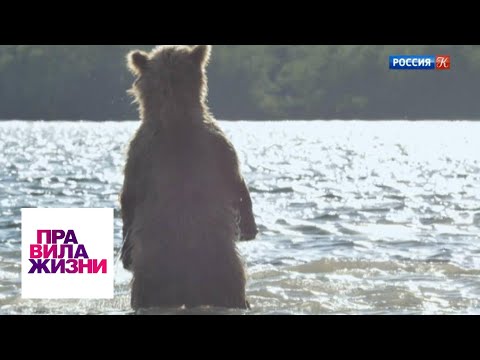 Видео: Правила жизни. Эфир от 31.10.18 / Телеканал Культура