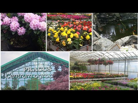 Видео: РАЙ ДЛЯ ЦВЕТОМАНОВ! Огромный магазин цветов, о котором ты не знал!