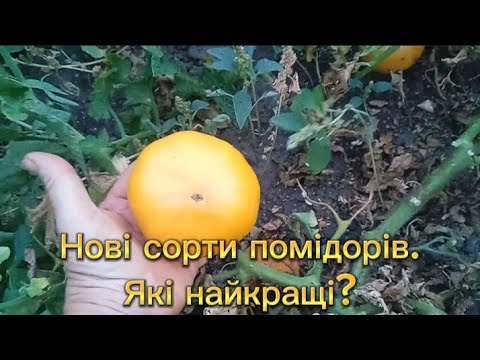 Видео: Нові сорти помідорів. Які найкращі?