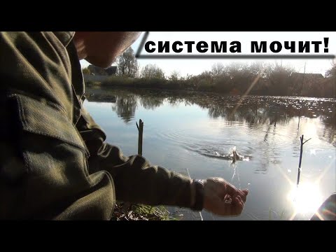 Видео: Рабочая тактика ловли карася в октябре! Карась на резинку!