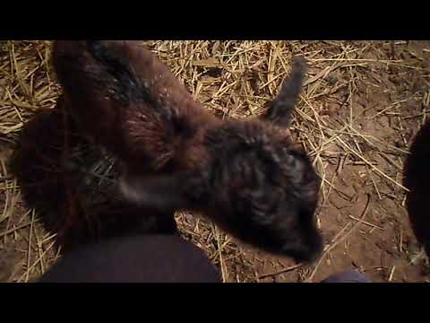 Видео: Камерунская коза только что родила. Первый час новорожденной козочки