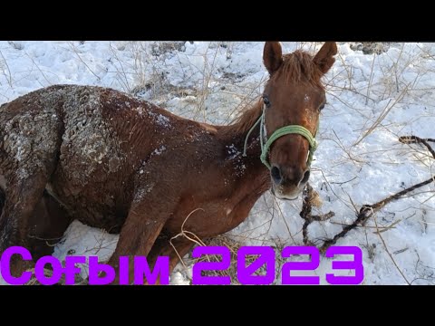 Видео: Соғым.Қыстық соғым сою процесі.Согым-особая казахская традиция заготовки мяса.