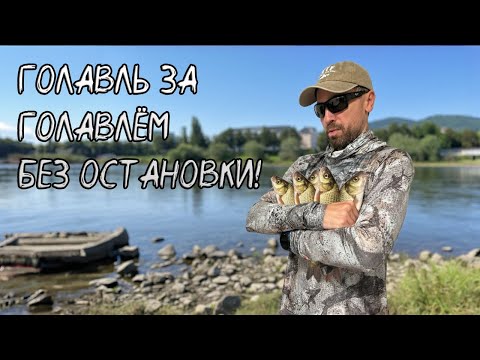 Видео: Голавль за голавлём! Идеальная летняя раздача | Спиннинг Azura Olivia Area 5'6"