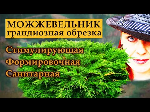Видео: Можжевельник обрезка. Все вопросы. Все ответы.