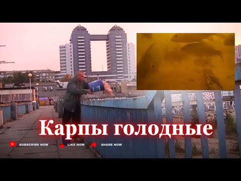 Видео: Кормим голодных карпов. Подводные сьемки. 26 окт 24г. Запорожье.