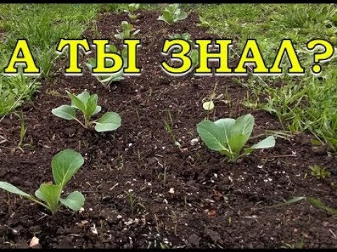 Видео: ПРАВИЛА высадки КАПУСТНОЙ рассады!