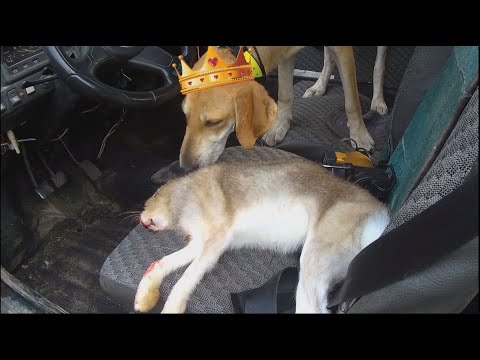 Видео: Охота на зайца 04-05.10.2025. Ая с сыном ещё та команда, добыли юбилейного зайца сезона.