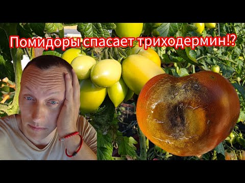 Видео: ‼️ Вершинная гниль, Триходермин и я: история спасения 🍅🍅🍅