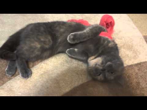 Видео: Как успокоить кошку