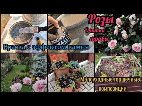 Видео: Почвопокровные растения вместо сорняков. Малоуходные растения. Краска с эффектом камня. Розы. Очитки