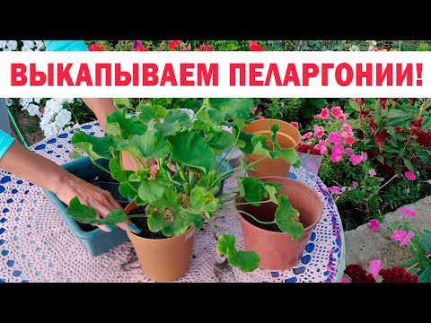 Видео: Выкапываем пеларгонии (герани) на зиму и пересаживаем в горшки