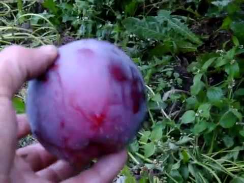 Видео: Прогулка по саду сорта Память Коваленко и Хоней Крисп (Арнабель)