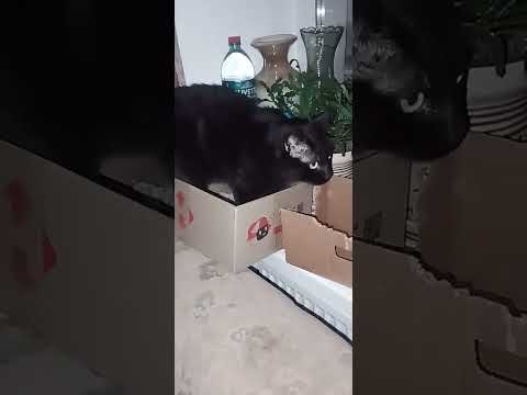 Видео: Абама и его скверный характер 