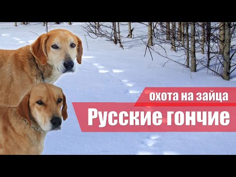 Видео: Русские гончие. Зимняя охота на зайца 2022. Вологодская область.