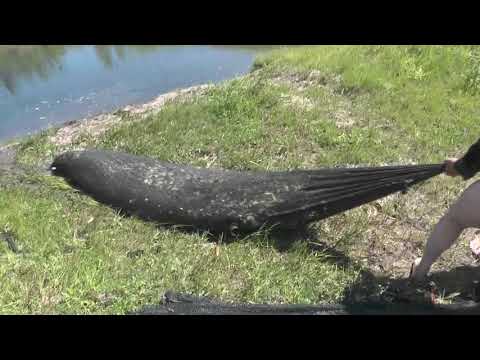 Видео: Рыбалка необычно богатая.  13. 07. 2019