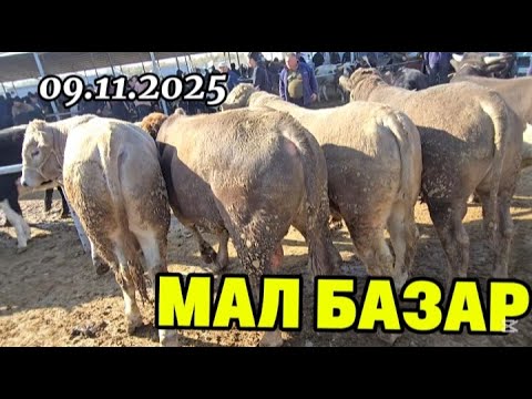 Видео: Тараз мал базар. Ірі қара бағасы 09.11.2025