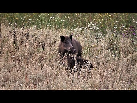 Видео: Охота на кабана, УДАЧНЫЙ ВЫСТРЕЛ по светлому