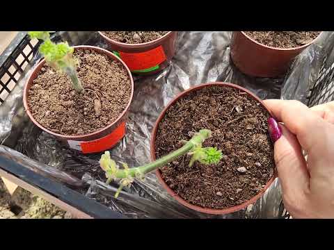 Видео: #532.О подкормках пеларгоний во время цветения и как спасаю черенки после длительной пересылки!