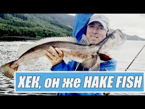 Видео: ХЕК, он же HAKE FISH