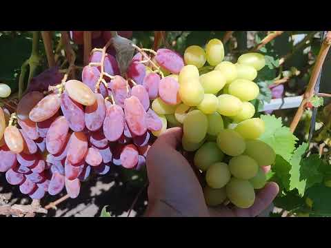 Видео: Новинки на прививках