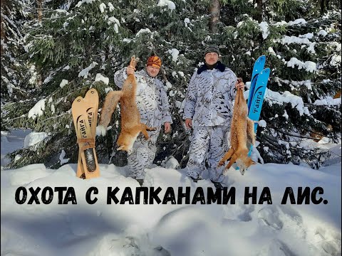 Видео: Охота капканами на лис. Испытание капкана Тайга-3 М