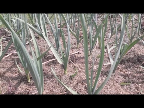 Видео: Супер подкормка для чеснока и не только!!!!!!!