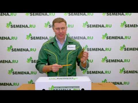 Видео: ЧТО ДЕЛАТЬ С САЖЕНЦАМИ ЗЕМЛЯНИКИ, ЕСЛИ ВЫСАЖИВАТЬ НА ПОСТОЯННОЕ МЕСТО ЕЩЕ РАНО!