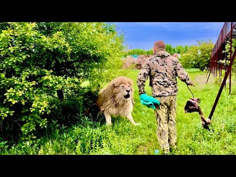 Видео: ОЧЕНЬ ЭКСТРЕМАЛЬНО!! Белый лев ПОШЕЛ В АТАКУ на Олега Зубкова и пришлось применять тапок и полотенце