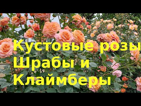 Видео: Можно ли плетистую розу сделать кустовой?