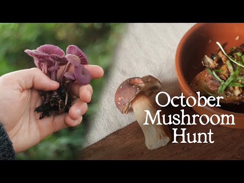 Видео: Дикие грибы на завтрак — Woodland Foraging UK