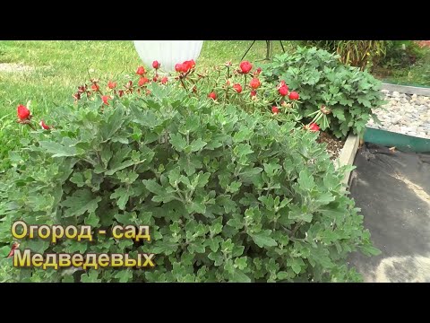 Видео: Уход за хризантемами - схема подкормок