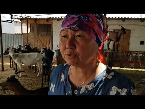 Видео: Советы от Лаззат. Шиели. Кызылорда. Козоводство. Анвар Рустемов +77017224679