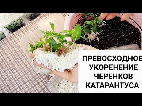 Видео: ПРЕВОСХОДНОЕ УКОРЕНЕНИЕ ЧЕРЕНКОВ КАТАРАНТУСА. РЕЗУЛЬТАТ МЕНЯ ПОРАДОВАЛ.