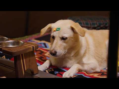 Видео: 🍂 Последний осенний поход с собакой в ​​лес