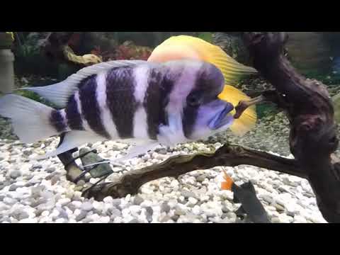 Видео: (Ч 1).Эксперимент!Подселяем Астронотусов в Цихлидник.
