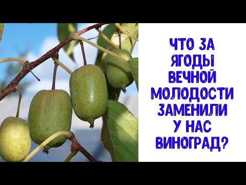 Видео: Ягоды Ежегодной Молодости EXPOSED! The Shocking Truth About Eternal Youth