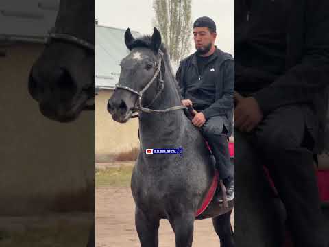 Видео: 10 ноября 2025 г.