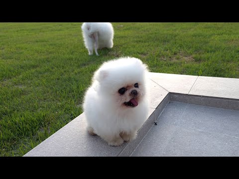 Видео: Любимый сезон Понгки возвращается! Подготовим огород для щенка, который любит овощи.