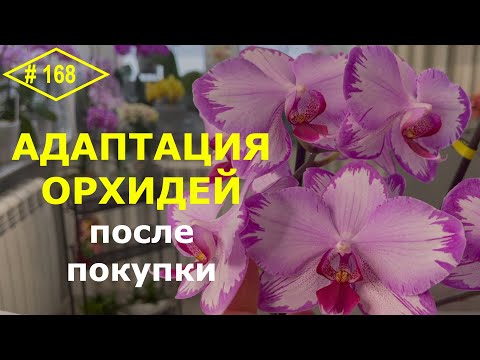 Видео: # 168 Как ухаживать за орхидеями после покупки. Алгоритм  для начинающих орхолюбителей