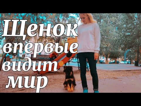 Видео: "Гром первый раз вышел гулять за территорию| Чьято собака потерялась!#Немецкаяовчарка#Germanshepherd