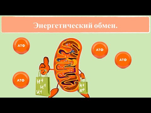 Видео: Энергетический обмен за 4 минуты. Гликолиз. Катаболизм. Цикл Кребса. | ЕГЭ биология