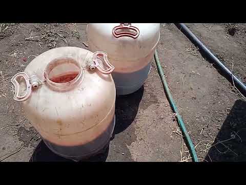 Видео: Дача, время пришло СЛИВОВОЕ ВИНО процесс запущен...Бердянск Запорожская