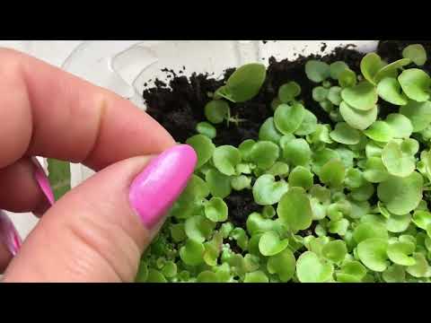 Видео: ВЫРАЩИВАНИЕ БЕГОНИИ ИЗ СЕМЯН 🌱 Как посеять БЕГОНИЮ