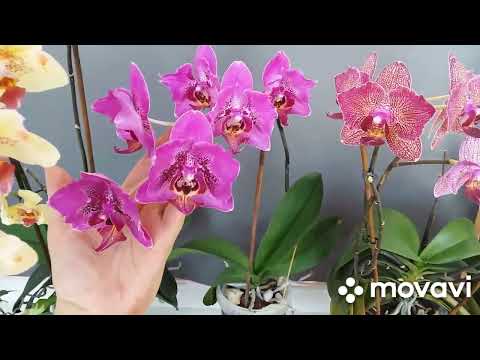 Видео: Цветение моих обажаемых орхидей