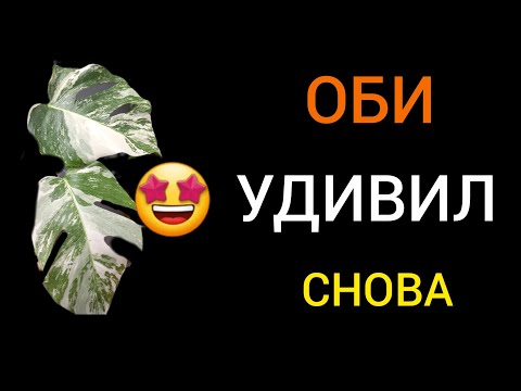 Видео: СОРТОВЫЕ МОНСТЕРЫ и другие растения | ОБИ СНИЗИЛ цены на РЕДКИЕ РАСТЕНИЯ