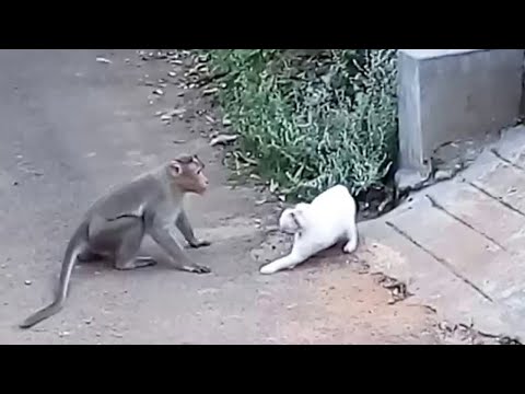 Видео: Вот на что Способен Кот в Ярости против Диких Животных